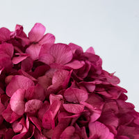 PRESERVED HYDRANGEA STEM I GIGI PINK I LARGE-LEAF