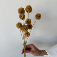 PRESERVED SCABIOSA | NATURAL