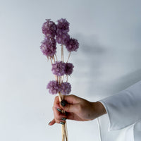 PRESERVED SCABIOSA | LILAC