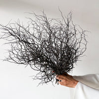 DRIED COROKIA