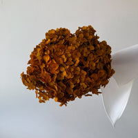 PRESERVED HYDRANGEA STEM | TOFFEE | SMALL-LEAF