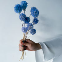 PRESERVED SCABIOSA | SKY BLUE