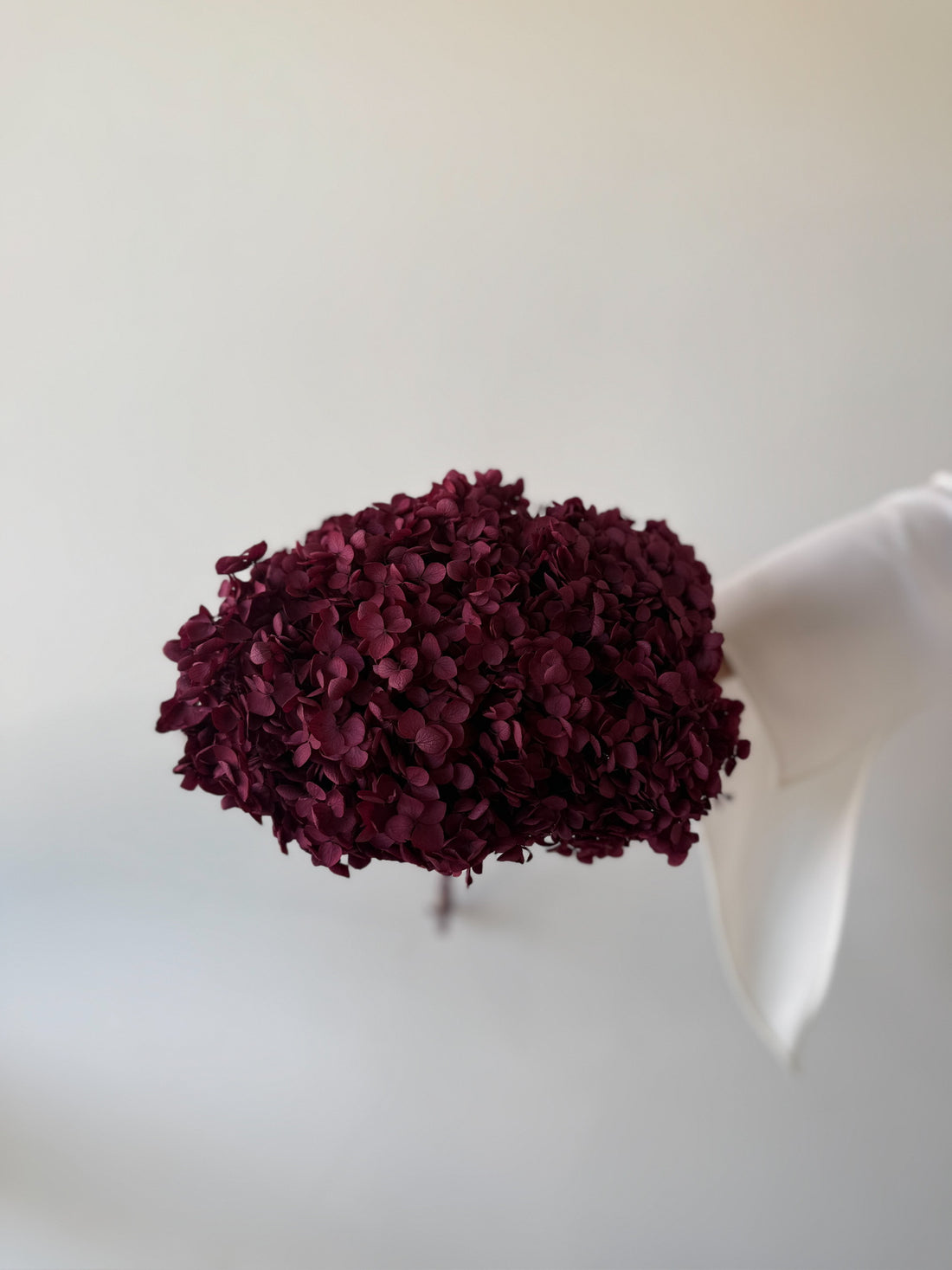 PRESERVED HYDRANGEA STEM I BURGUNDY I SMALL-LEAF