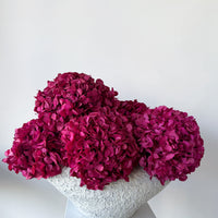CHARLOTTE FUCHSIA PRESERVED HYDRANGEAS IN SALT CRUST COSSE VASE