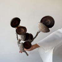 DRIED PODS