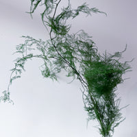PRESERVED FINE FERN | GREEN