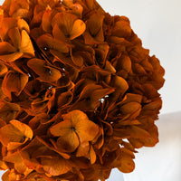 PRESERVED HYDRANGEA STEM I ORANGE I LARGE-LEAF