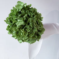 PRESERVED HYDRANGEA STEM I LIME GREEN I LARGE-LEAF