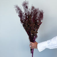 PRESERVED SMOKEBUSH