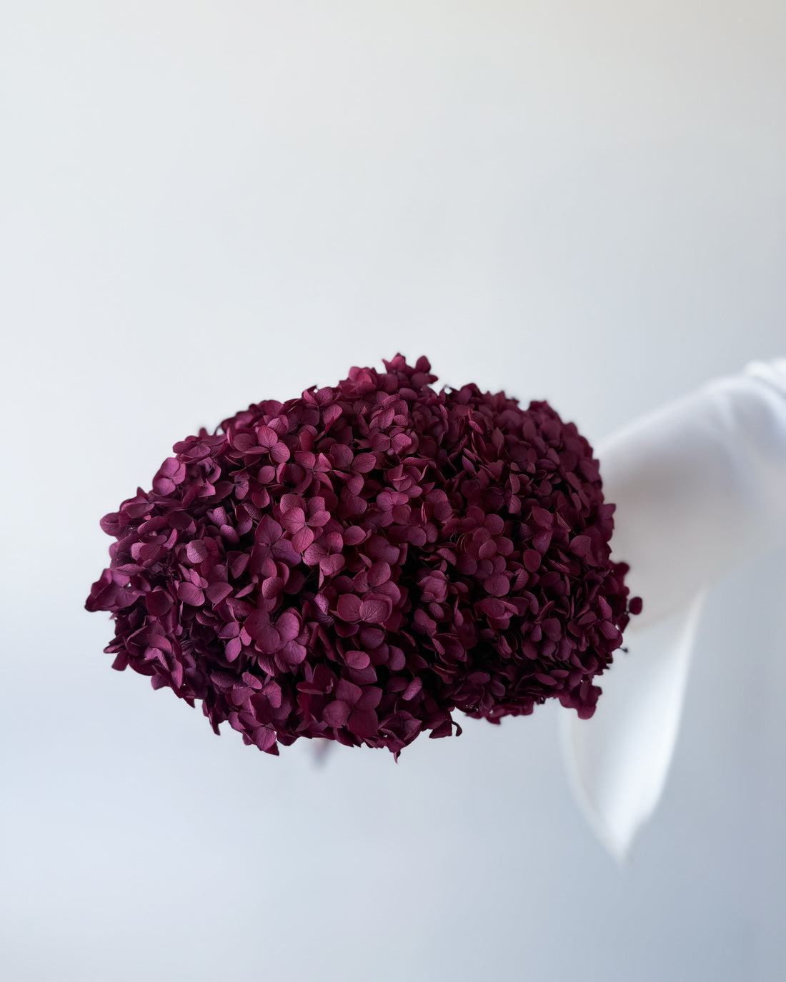 PRESERVED HYDRANGEA STEM I BURGUNDY I SMALL-LEAF