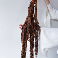 PRESERVED AMARANTHUS | BRONZE