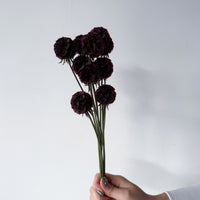 PRESERVED SCABIOSA | DEEP PURPLE