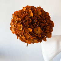 PRESERVED HYDRANGEA STEM I ORANGE I LARGE-LEAF