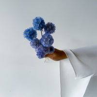 PRESERVED SCABIOSA | SKY BLUE