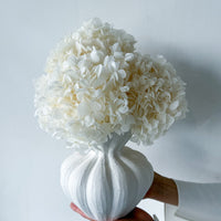 AURELIA PRESERVED WHITE HYDRANGEA IN WHITE VASE