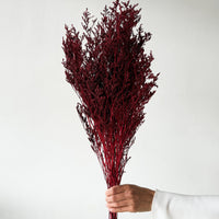 PRESERVED MISTY | WINE RED