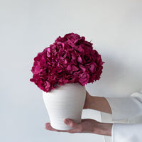 LUNA PRESERVED HYDRANGEA ARRANGEMENT IN WHITE HERAMA POT | FUSCHIA LARGE-LEAF