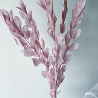 ISRAEILI RUSCUS | SOFT PINK
