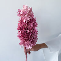 PRESERVED HYDRANGEA PANICULATA STEM I LIGHT OMBRE PINK