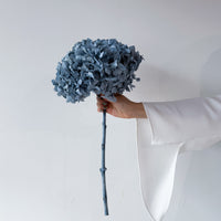 PRESERVED HYDRANGEA STEM I BLUE-GREY I LARGE-LEAF