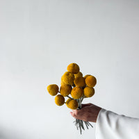 DRIED BILLY BUTTONS | NATURAL YELLOW