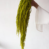 PRESERVED AMARANTHUS | LIGHT LIME GREEN
