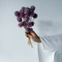PRESERVED SCABIOSA | LILAC