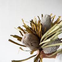 DRIED BANKSIA HOOKERIANA I NATURAL