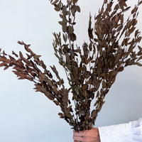 PRESERVED SMALL-LEAF GUM | DEEP NATURAL