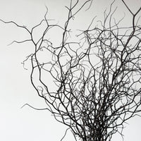 DRIED COROKIA