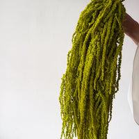 PRESERVED AMARANTHUS | LIGHT LIME GREEN