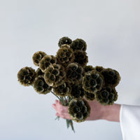 PRESERVED SCABIOSA | OLIVE GREEN