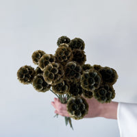 PRESERVED SCABIOSA | OLIVE GREEN