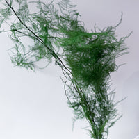 PRESERVED FINE FERN | GREEN