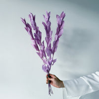 ISRAEILI RUSCUS | LAVENDER