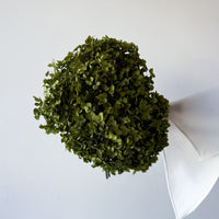 PRESERVED HYDRANGEA STEM | LIME GREEN | SMALL-LEAF