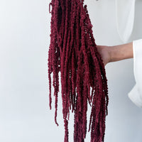 PRESERVED AMARANTHUS | BURGUNDY