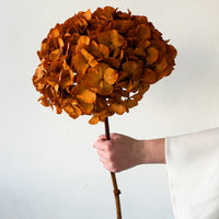 PRESERVED HYDRANGEA STEM I ORANGE I LARGE-LEAF