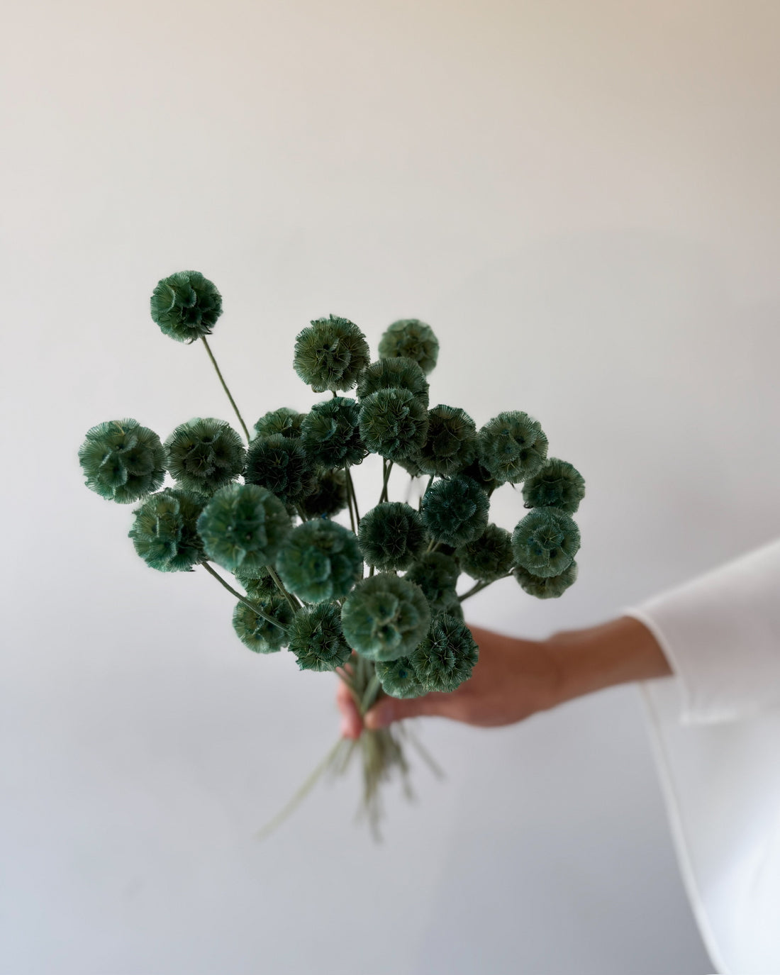 PRESERVED SCABIOSA | FOREST GREEN