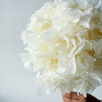 PRESERVED HYDRANGEA STEM I WHITE I LARGE-LEAF