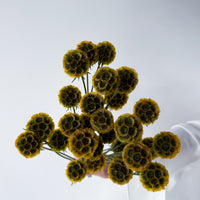 PRESERVED SCABIOSA | AUTUMN