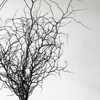 DRIED COROKIA