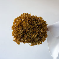 PRESERVED HYDRANGEA STEM | NATURAL | SMALL-LEAF