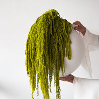 PRESERVED AMARANTHUS | LIGHT LIME GREEN