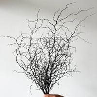 DRIED COROKIA