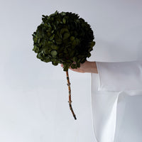 PRESERVED HYDRANGEA STEM I OLIVE GREEN I LARGE-LEAF