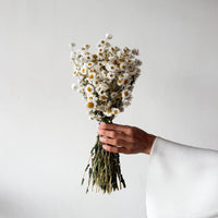 DRIED DAISIES