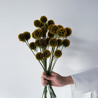 PRESERVED SCABIOSA | AUTUMN
