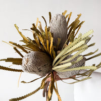 DRIED BANKSIA HOOKERIANA I NATURAL