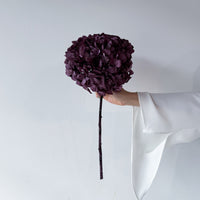 PRESERVED HYDRANGEA STEM I GRAPE I LARGE-LEAF
